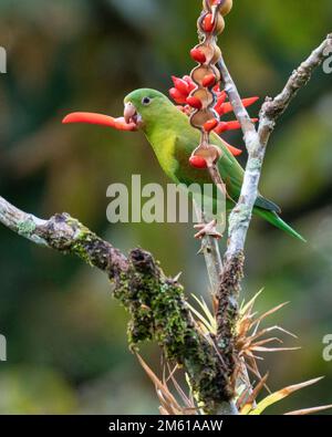 Orange-chinned Parakeet foraging in Panama Stock Photo