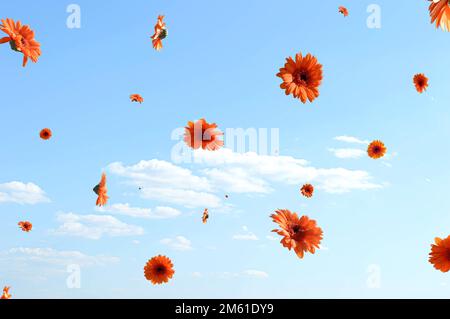 Beautiful orange gerbera daisy flowers flying. Blue sky with clouds in the background. Surreal aesthetic outdoor spring concept. Stock Photo