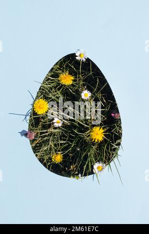 Egg frame on a grass and spring daisy flowers. Easter nature outdoor creative concept. Stock Photo