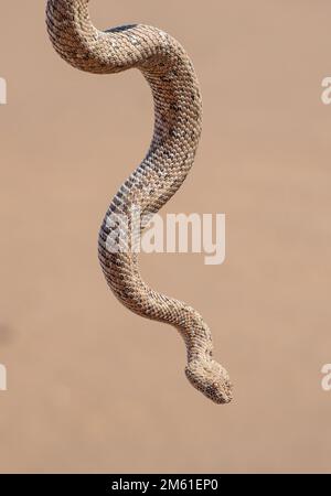 Bitis peringueyi, or Peringuey's adder, Peringuey's desert adder or desert sidewinding adder, a venomous viper species found in Namibia Stock Photo
