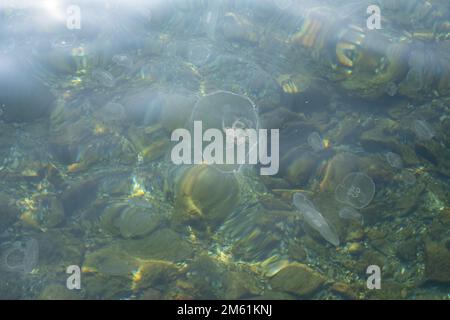 A group of Jellyfish swimming in the water. Floating jellyfish. Stock Photo