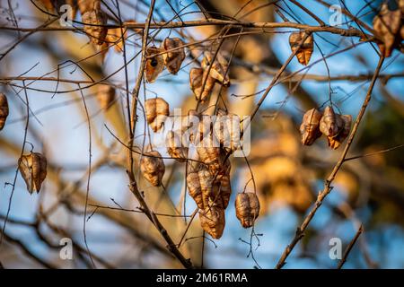 Golden rain tree seed pods close up shot Stock Photo