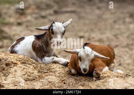 two young goats sitting on a dirt hill and relaxing Stock Photo