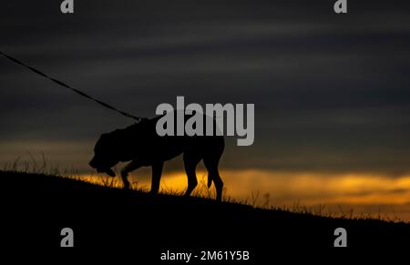 Silhouette of dog near stone table on slope near big Liberec city Stock Photo