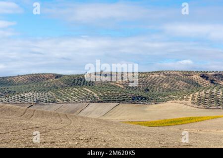 Agricultural landscape of fields prepared for planting between olive trees and some cypresses in Andalusia (Spain) Stock Photo