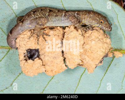 Bridled forest gecko (Gonatodes humeralis) resting on a potter wasp nest in the rainforest, Orellana province, Ecuador Stock Photo
