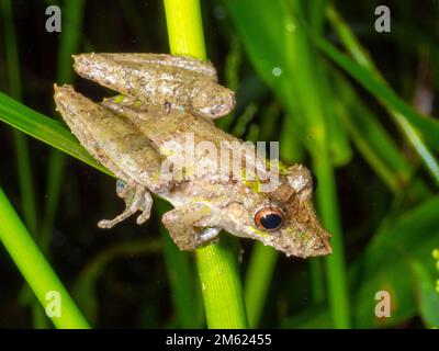 Fringe-lipped Snouted Treefrog (Scinax garbei). in the rainforest at night, Ecuador. Stock Photo