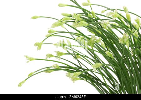 Chives flower or Chinese Chive isolated on white background. Stock Photo