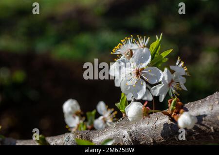 White plum flowers covered with small raindrops on a branch, illuminated by the bright spring sun. Stock Photo