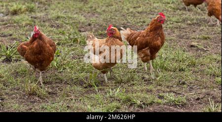 https://l450v.alamy.com/450v/2m626hp/free-range-organic-egg-laying-hens-rhode-island-reds-roaming-in-field-california-2m626hp.jpg