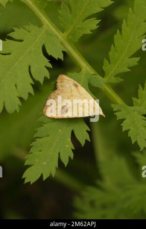 Natural closeup on a straw dot moth, Rivula sericealis , sittting in green vegetation Stock Photo