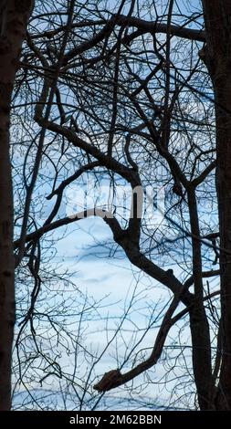 Graphism of leafless branches in a dense stand of trees, in winter. Cutler Park Reservation, Needham, Massachusetts, US. Stock Photo