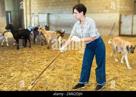 Young latin-american female farmer cleaning goat shed Stock Photo