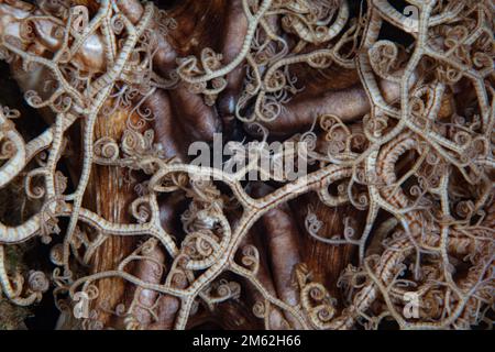 Detail of the articulated arms of a basket star on a coral reef. Basket stars are nocturnal and use their many arms to capture planktonic prey. Stock Photo
