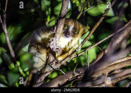 Nocturnal Rufous Mouse lemur in Andasibe-Mantadia National Park, Eastern Madagascar, Africa Stock Photo