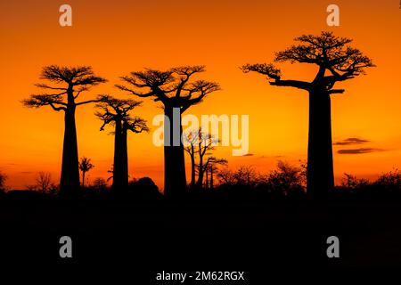 Sunset at Avenue of the Baobabs in Morondava, Madagascar, Africa Stock Photo