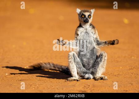 Ringtail lemur sunning at Berenty Reserve, Malaza forest in Mandrare valley, Madagascar, Africa Stock Photo