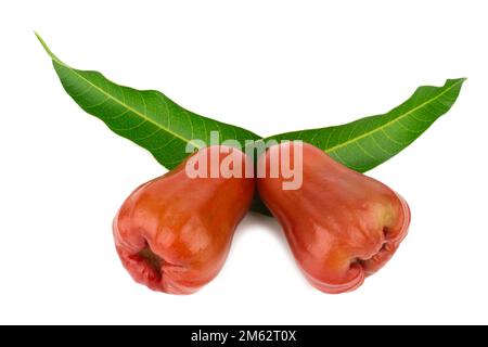 rose apple from thailand isolated on white background. Stock Photo