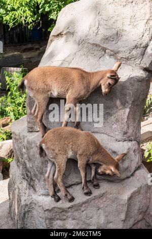 Markhor goatlings jump on the rocks. Markhor, Capra falconeri, wild goat native to Central Asia, Karakoram and the Himalayas Stock Photo