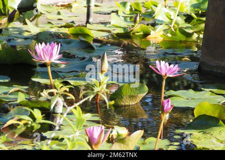 Bud and Blooms Lotus in the muddy pond under the bright sunlight Stock Photo