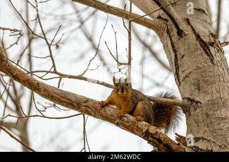 A beautiful wild squirrel sits on the branches of a tree in the winter city park, Aurora, Colorado Stock Photo