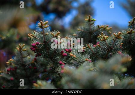 Spruce blossom. Small bright pink color young coniferous flowers or cones growing on fir-tree brushes Stock Photo