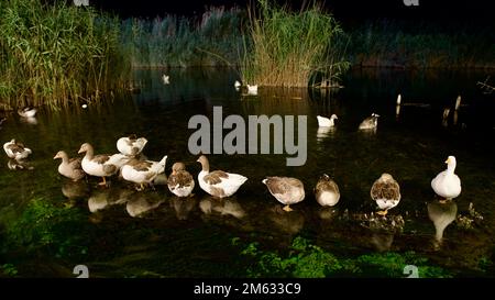 Duck and geese resting in the creek at night. A flock of geese and ducks in the Akyaka women's stream. Stock Photo