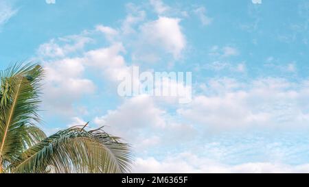 BANNER Atmosphere panorama white cloud sky alone tropical palm background summer tenderness freedom Stock Photo