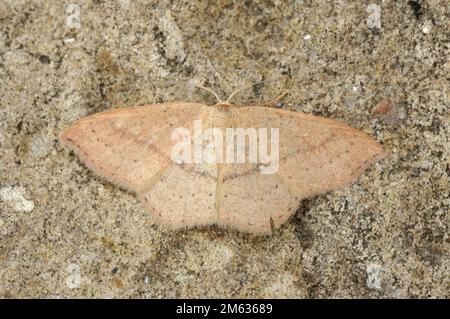 Detailed closeup on the yellow colored Clay triple-lines geometer moth, Cyclophora linearia, with spread wings Stock Photo