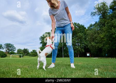 Woman playing with dog at green field, feeding dog from hands. Pet asking for treat to owner. Tasty food for good dog behavior, relationship with pet Stock Photo