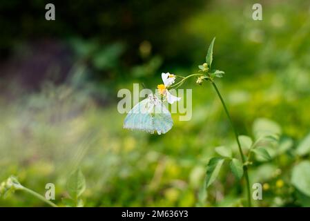 Bright butterfly sitting on blooming flower on green lawn on sunny summer day Stock Photo