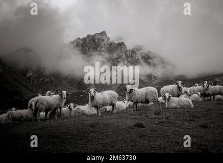Black and white herd of fluffy goats resting on grassy hill near high mountain ridge covered with thick fog Stock Photo
