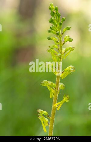 Soft focus of natural ophrys lutea flower growing on green grass covered with dew in summer morning in field Stock Photo