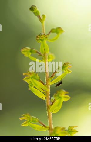 Soft focus of insect on natural ophrys lutea flower growing on green grass covered with dew in summer morning in field Stock Photo