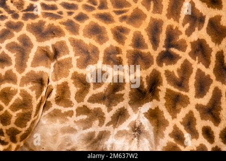 Closeup full frame background of spotted skin on body of wild giraffa camelopardalis tippelskirchi animal Stock Photo