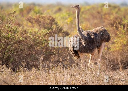 Struthio camelus bird with fluffy feather walking on dry grass near bushes in prairie of Amboseli National Park, Kenya Stock Photo