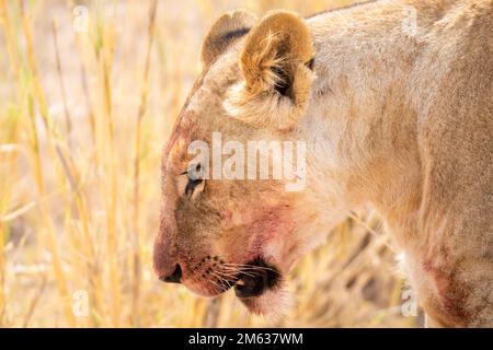 Wild female lion with bloody muzzle eating prey in dry grass on sunny day in prairie of Amboseli National Park, Kenya Stock Photo