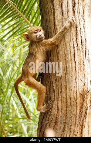 Infant of yellow baboon climbing tree trunk and looking at camera against green palm leaves in jungle of Amboseli National Park, Kenya Stock Photo