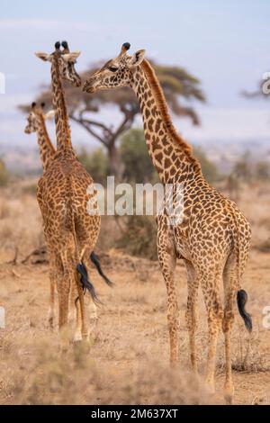 Herd of wild Masai giraffes walking on dry grass toward trees on summer day in prairie of Amboseli National Park, Kenya Stock Photo