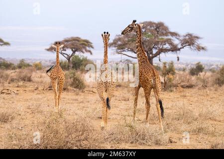 Herd of wild Masai giraffes walking on dry grass toward trees on summer day in prairie of Amboseli National Park, Kenya Stock Photo