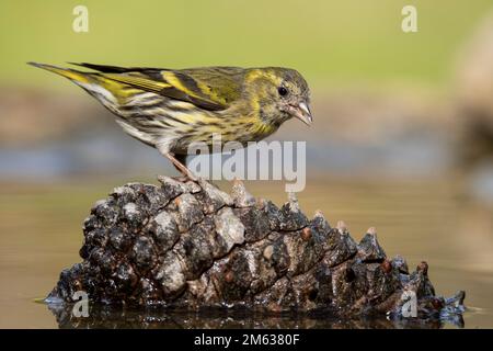 Wild female Lugano goldfinch with yellow and black plumage sitting on cone lying in water against blurred background Stock Photo