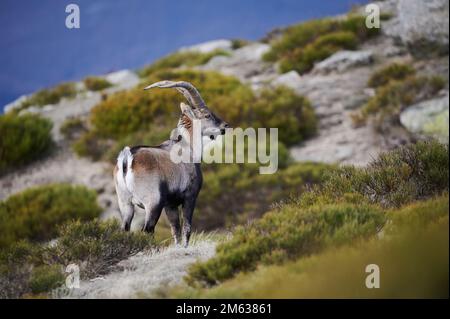 Wild mountain brown and black goat with long horns standing on rock Stock Photo