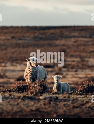 Fluffy sheep and adorable lamb standing near small bushes on dry grassy field in Cabo Raso Stock Photo