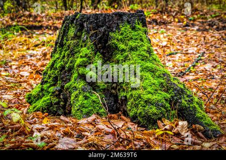 An old stump covered with moss in the autumn woods. Stock Photo