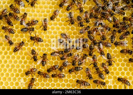 A honey comb is a mass of hexagonal prismatic wax cells built by honey bees  in their nests to contain their larvae and stores of honey and pollen Stock  Photo - Alamy