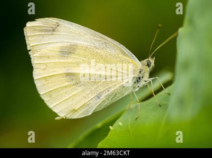 Little Cabbage White. Detailed close-up of the butterfly. Insect against a green background. Pieris rapae. Stock Photo