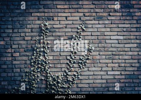 Old brick wall overgrown with ivy. Rustic background. Stock Photo