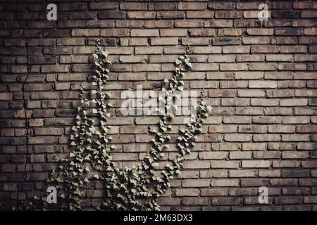 Old brick wall overgrown with ivy. Rustic background. Stock Photo