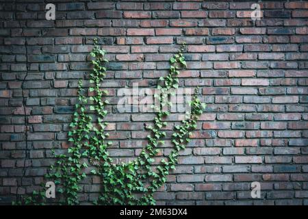 Old brick wall overgrown with ivy. Rustic background. Stock Photo