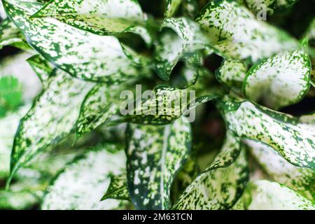 Aglaonema white spotted green leaves blurred background, Hypoestes phyllostachya leaf, Spring Snow, Dieffenbachia, tropical plant foliage, dumb cane Stock Photo